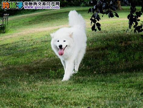 喂好萨摩耶主人们要做好哪些工作