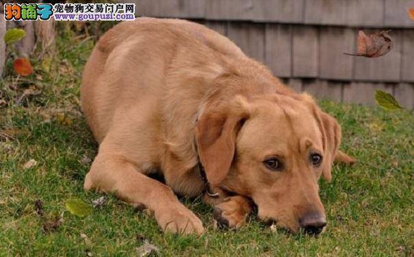 拉布拉多犬过于肥胖怎么办呢