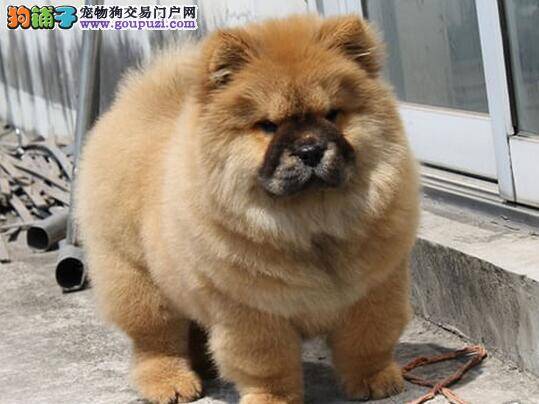 选购纯种、听话的松狮犬是需要经验的积累的