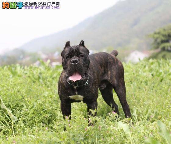 性情勇猛的卡斯罗犬