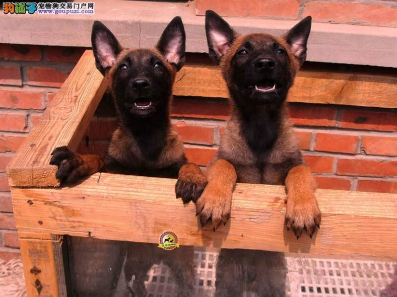 马犬被医生诊断出肺炎请医生帮忙看看