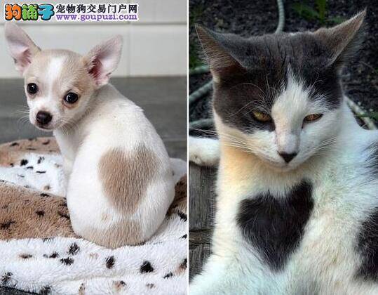 宠物猫狗数量多 带动宠物经济持续增长