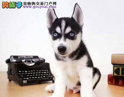 哈士奇有点拉稀是怎么回事 求解答