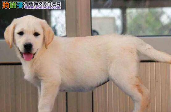 拉布拉多犬吃鸡骨头后干呕，干咳没事吧