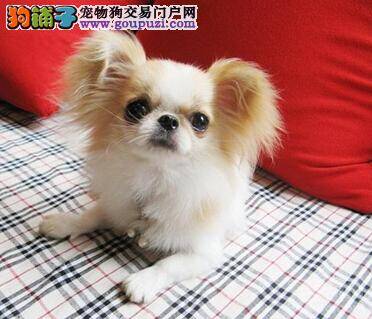 为吉娃娃选择合适的沐浴液要遵守哪些原则