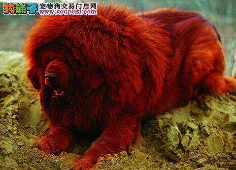 安全又简单 帮助藏獒远离跳蚤的方法