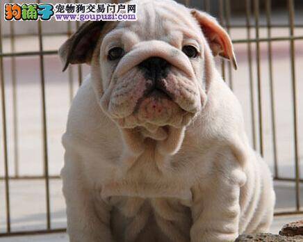 怎么教斗牛犬定点排泄便便