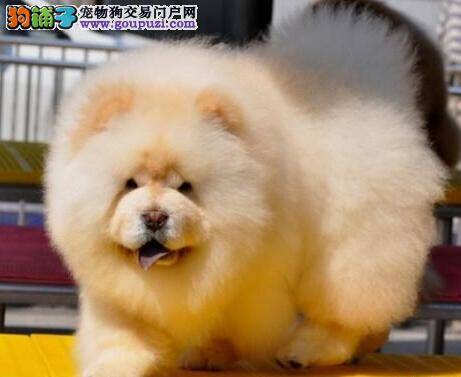 七个月的松狮犬拉稀后滴血这是怎么回事