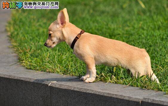 夏季饲养吉娃娃主人应该留意的几点事情