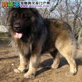 挑选狗狗经验之高加索犬的选购准则