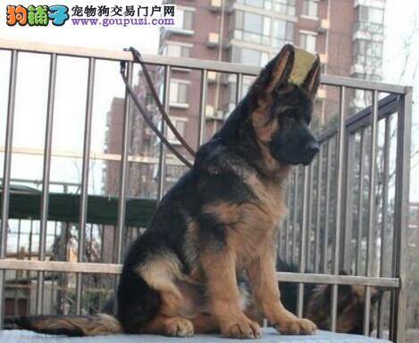 德国牧羊犬感冒不吃东西，流鼻涕应如何医治