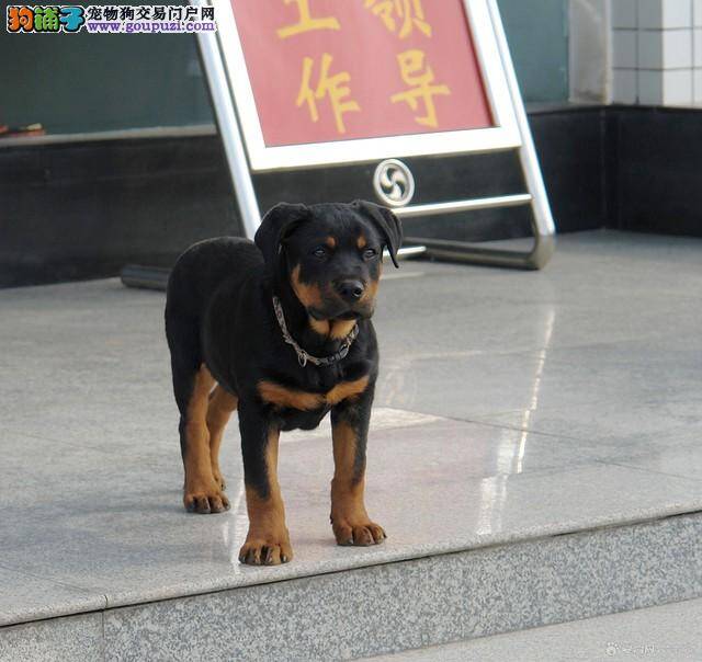 罗威纳犬偶尔会口吐白沫怎么回事