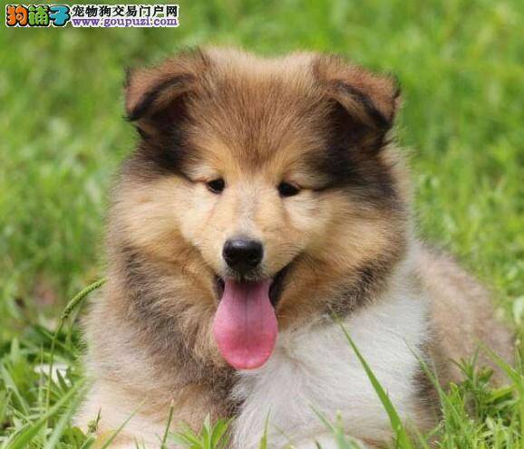 苏格兰牧羊犬拉稀没食欲是怎么了