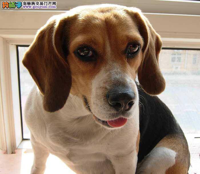 比格犬患上细小病毒应该怎么办