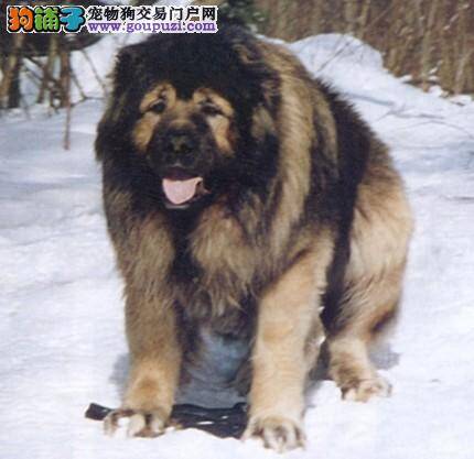 按照哪些特点来选购高加索犬最实用