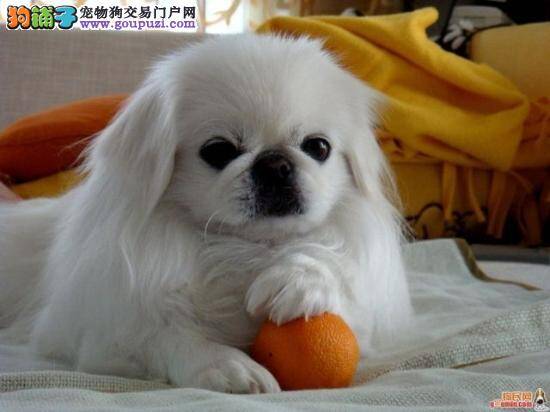 京巴狗两条前腿都站不起来是怎么回事