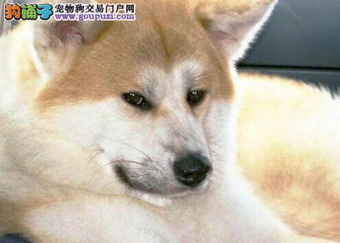 防治疾病保健康 秋田犬的常见病应如何治疗