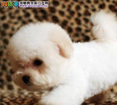 比熊犬突然站不起来了是为什么