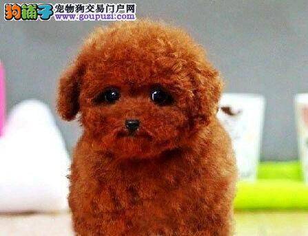 泰迪犬眼睛发红有黄色的眼屎是感冒吗