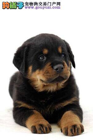 我家罗威纳犬腿瘸了应怎么办