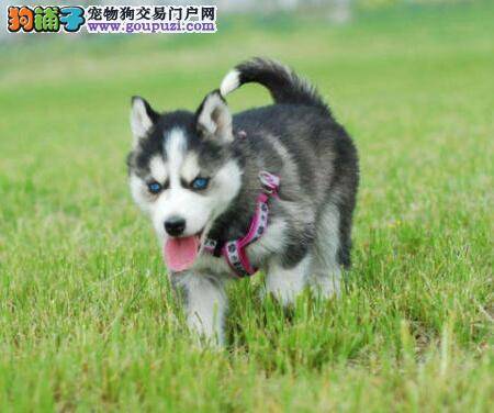 哈士奇偶尔打喷嚏流鼻涕是感冒了吗