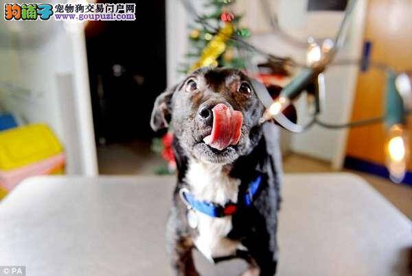 惊险一幕：调皮的宠物狗吞下圣诞灯饰