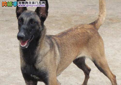 怎么喂养让生病期间的马犬胃口大开