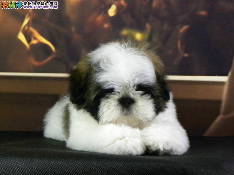 西施犬最近有点发烧，有退烧方法吗