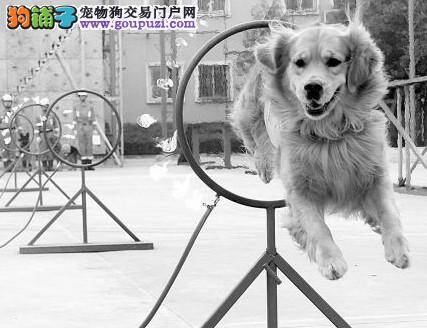 训练有素的搜救犬，危难中挽回了众多人的生命