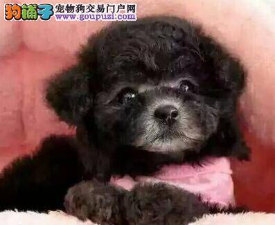 轻松搞定泰迪犬挑食的小毛病