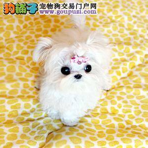 一个半月的马尔济斯犬每天吃几顿饭