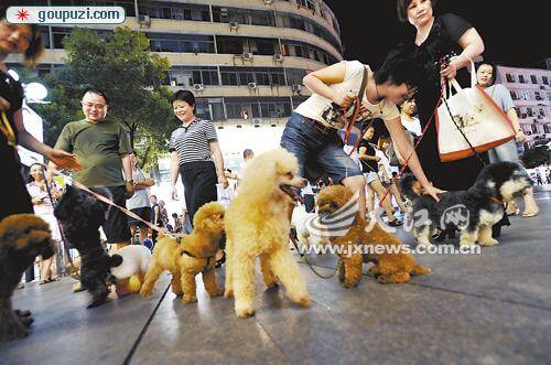 呼吁爱好养狗的市民文明城市呼唤文明养狗(图)