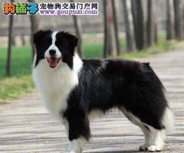 边境牧羊犬的购买有哪些好的意见与建议