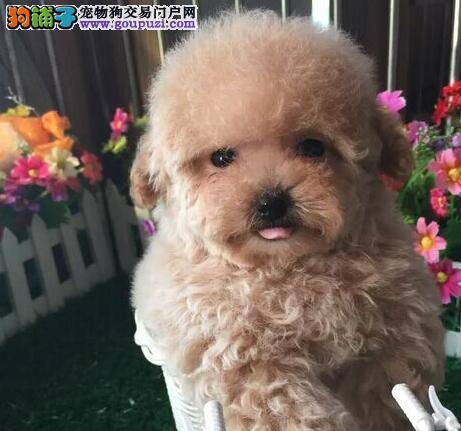 想要买到优秀的贵宾犬就要知道如何分辨