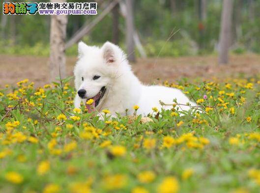 如何按照标准挑选一只较好的萨摩耶