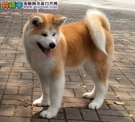 秋田犬最近流鼻涕，有点拉稀有问题吗