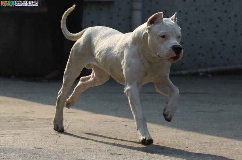 杜高犬屁股处有白色的虫子需要驱虫吗