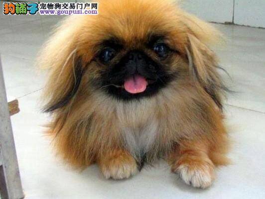 怎样让京巴狗的身体没有一点异味