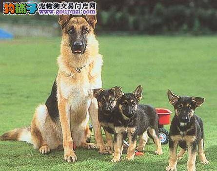 购买纯种德国牧羊犬的基本流程和选购方法