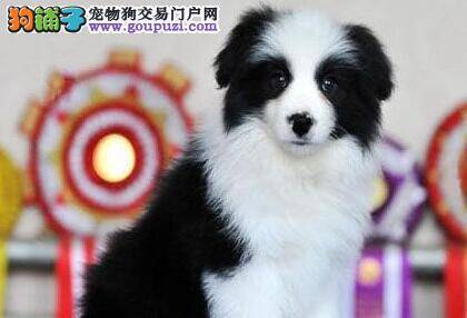 边境牧羊犬身上有红疙瘩和皮屑怎么办