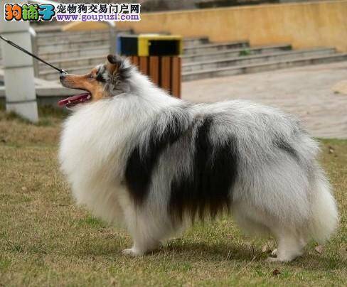 喜乐蒂犬最近很瘦应该怎么办