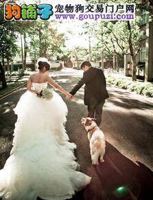 抗癌狗狗与主人一起拍摄婚纱照 满满的都是爱