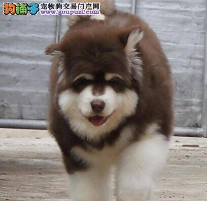 购买阿拉斯加雪橇犬时要考察的七个方面