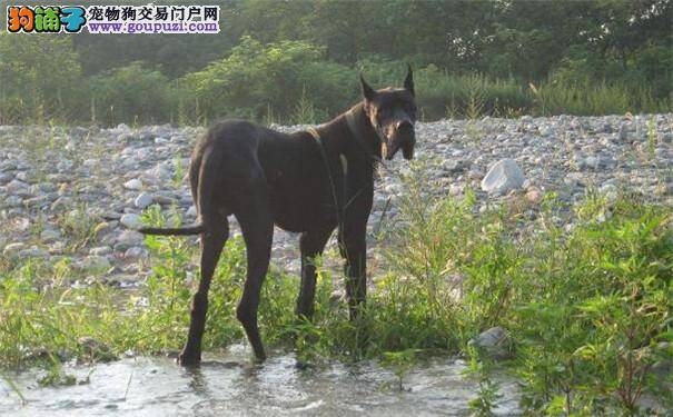 如何选购大丹犬 大丹犬的挑选技巧