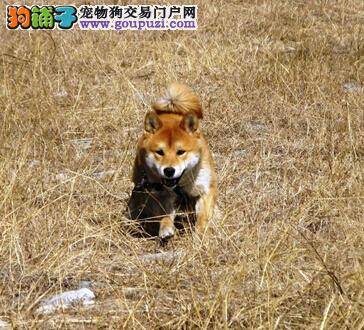 老年柴犬的健康保障——适度的散步