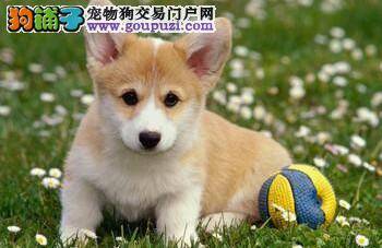 柯基犬脱毛，解决有妙招