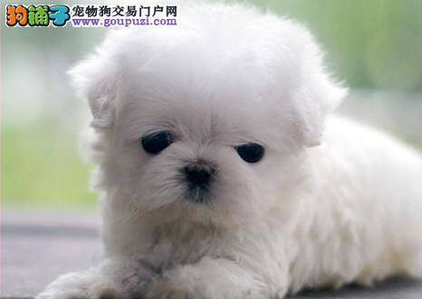 如何观察马尔济斯犬的月龄和健康状况