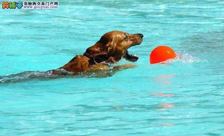 西班牙人打造专用游泳池被称为是狗狗的“水上乐园”