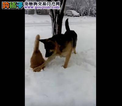 大狗凑近小猫，冷不防把它头种进雪堆