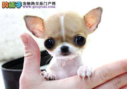 吉娃娃最近不吃不喝，不知道是为什么